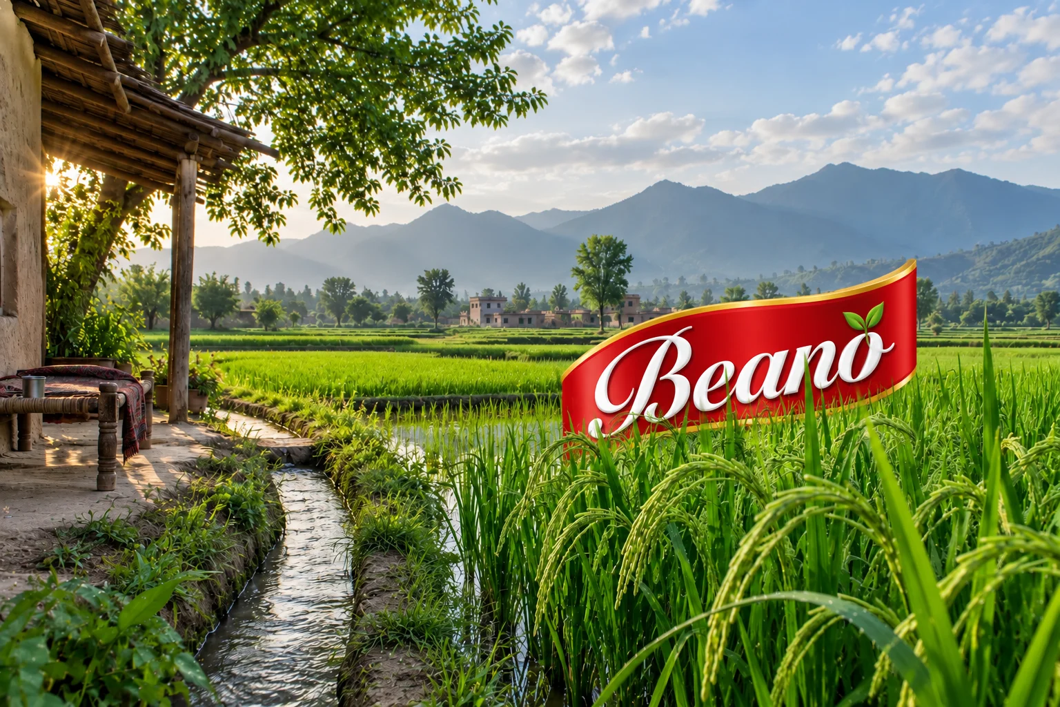 Rice fields